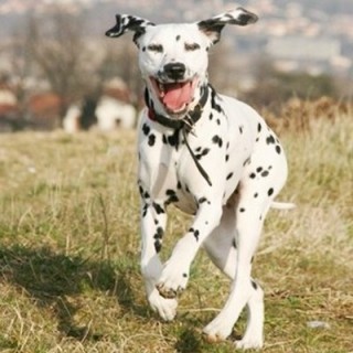 Croquette chien sportif